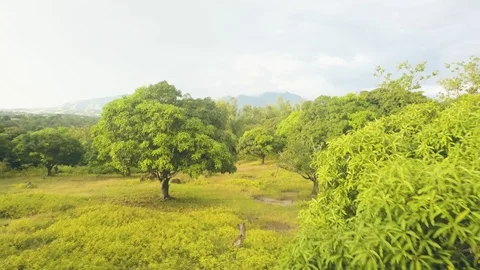 View from above flying drone over mango plantation on sky and mountain landscape Stock Footage 103984030