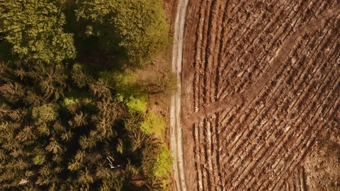 View From Above of Forest and Cleared Land with Pathway in Between Stock-Footage 115443972