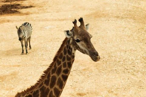 A view from above of a giraffe, in the blurred background there is a zebra Stock Photos