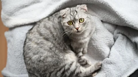View from above of a gray cat lying on the sofa. indoor Stock Footage 289543150