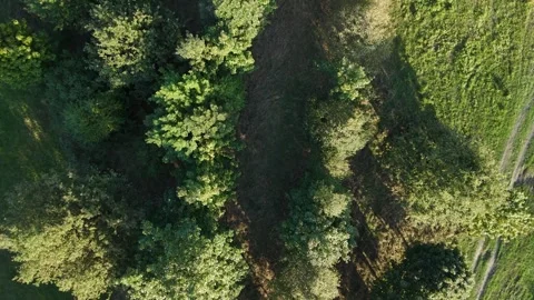 View from above of a green forest path Video stock 290828501