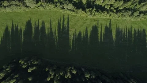 A view from above of green trees, a shadow from them falls to a free place Stock Footage 79213603