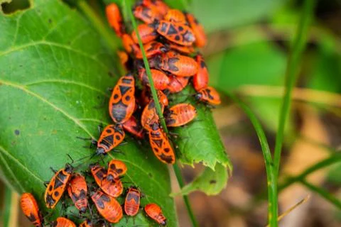 A view from the above on the group of red firebug shield bugs. close up Stock Photos