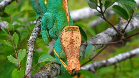 View from above on the head shield of a Madagascan giant chameleon Stock-Footage 242379955