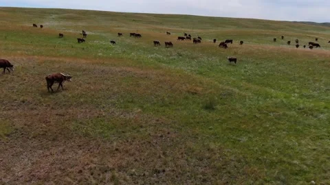 View from above on a herd of cows grazing in a field. Stock Footage 132719382
