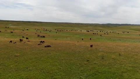 View from above on a herd of cows grazing in a field Video stock 132719393