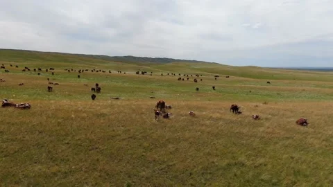 View from above on a herd of cows grazing in a field. Stock Footage 132719396