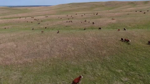 View from above on a herd of cows grazing in a field. Video stock 132719418