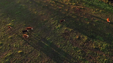 View from above of herd cows grazing. Sunny morning, golden hour Stock Footage 140239309