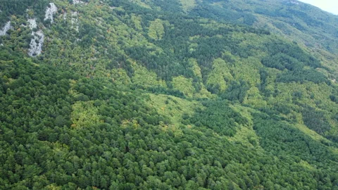 A view from above of landscape with different colors of green forests Video stock 196683461