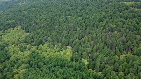 A view from above of landscape with different colors of green forests Video stock 201143838