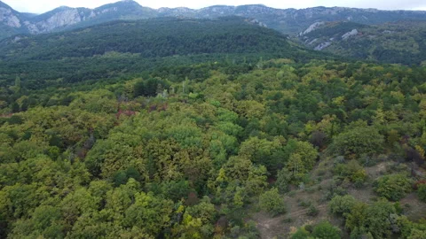 A view from above of landscape with different colors of green forests Video stock 201794986