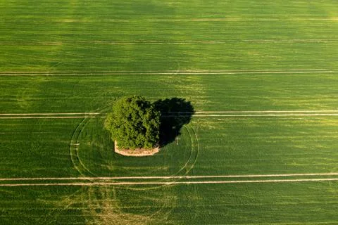 View from above on lonely tree with shadows in a green agricultural field Stock Photos