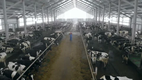 View from above of a male worker walking along a cowshed Video stock 101015029