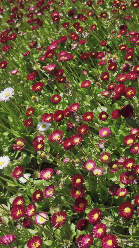 View from above of many red and white English daisies swaying in wind on sunny Vídeo Stock 337447578