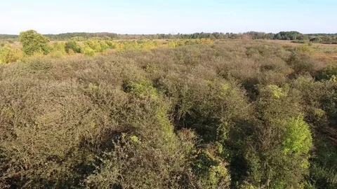 View from above orchard and trees Stock Footage 69854746