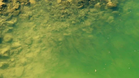 A view from above over river full of fishes Stock Footage 140431145