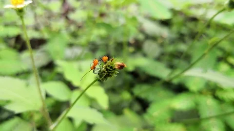 View from above of a pair of nymphs of large milkweed bug, Oncopeltus fasciatus Stock Footage 99162247