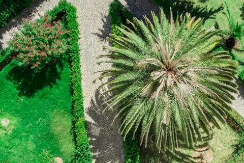 View from above - Palm Tree below Stock Photos