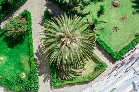 View from above - Palm Tree below Stock Photos