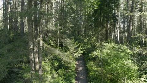 View Above Path Through Sunny Evergreen Forest Stock Footage 149402120