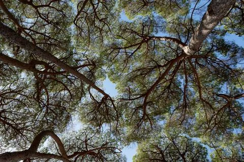 View from above of pine trees against the blue sky Stock Photos