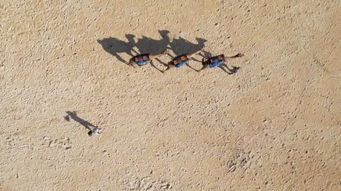 View from above of shadows of caravan of camels at sunny day Stock Footage 311935780
