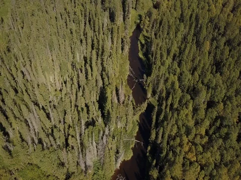 View from above on a small beautiful river in the taiga aerial Stock Footage 80688851