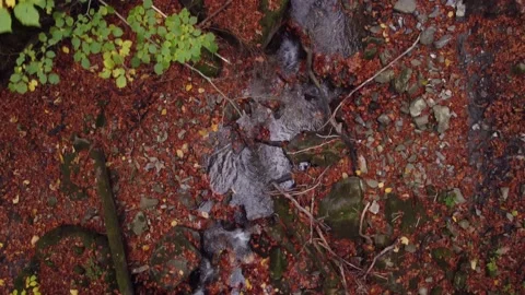 View from above of a small stream in an autumn forest of orange leaves Stock-Footage 221442417