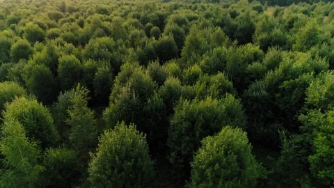 View from above of taiga forest park with high dense fluffy trees and grass Video stock 103710604