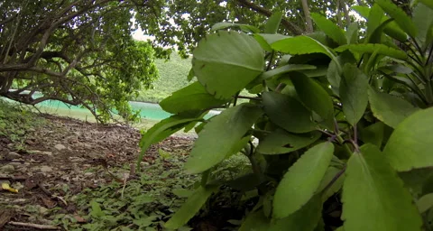 A view from above in the trees Stock Footage 42824189