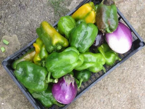 View from above of vegetables in plastic box just hand picked from the garden Stock Photos