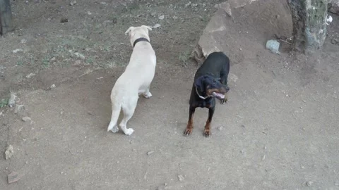 View from above white and black stray dogs sit on the ground and wait for Stock Footage 201729957