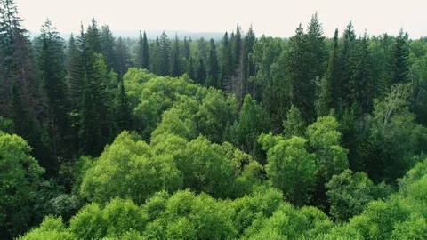 A view from above of wildlife. Video stock 93782745