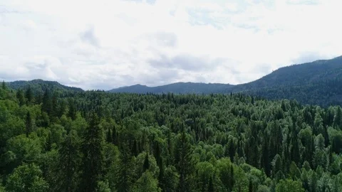 A view from above of wildlife. Stock Footage 95312338
