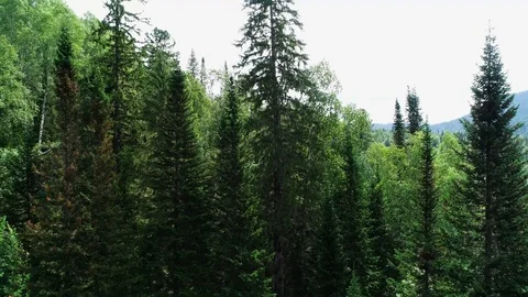 A view from above of wildlife. Stock Footage 95312342