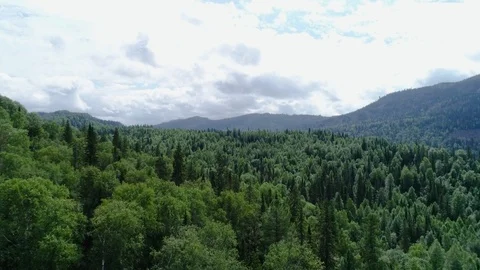 A view from above of wildlife. Stock Footage 95312348