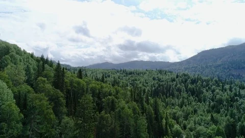 A view from above of wildlife. Stock Footage 95312399