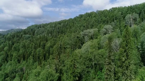 A view from above of wildlife. Stock Footage 95312451