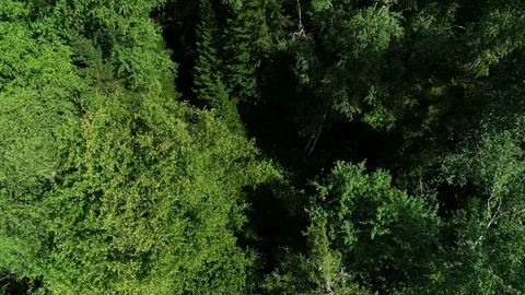 A view from above of wildlife. Stock Footage 95312455