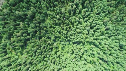 A view from above of wildlife. Stock Footage 95458278