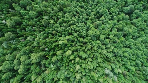 A view from above of wildlife. Stock Footage 95458380