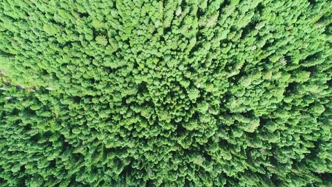 A view from above of wildlife. Stock Footage 95458385