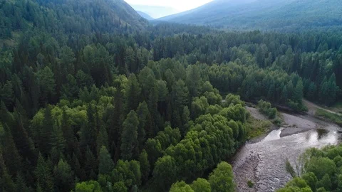 A view from above of wildlife Stock Footage 101788649