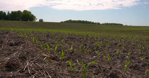 View across a corn field in early summer Stock Footage 132389985