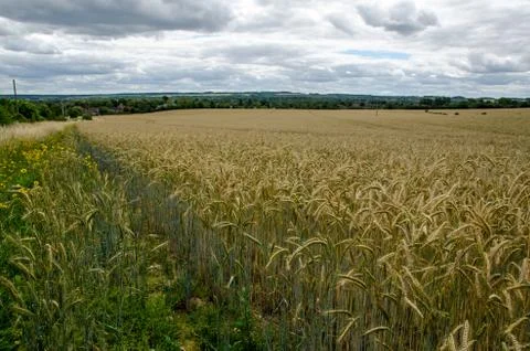 View across cornfield towards Basingstoke, Hampshire Stock Photos