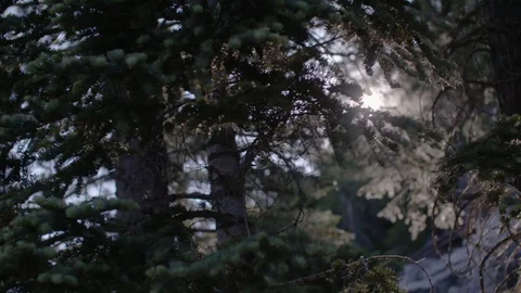 View across forest trees in front of the sun Stock Footage 91709543