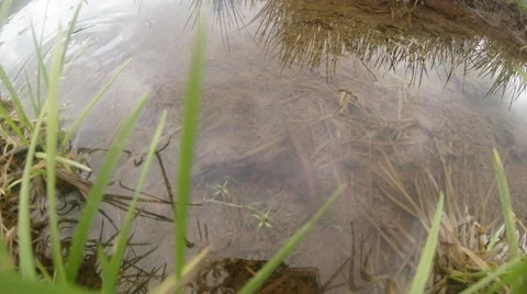 View across the green grass in a shallow pool floats newt Video stock 40698849