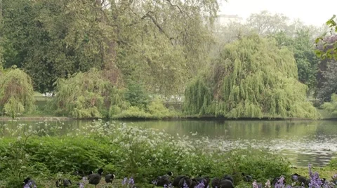 View across the lake at St James Park Stock Footage