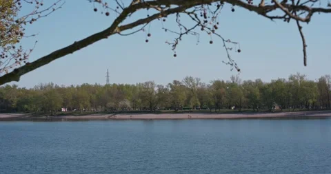 View across lake toward tree-lined shore with branch 库存影片 332550141